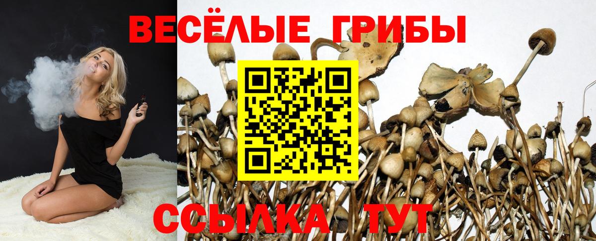 Черкесск  Галлюциногенные грибы Psilocybe  Псилоцибиновые грибы Psilocybe  Вход с VPN 